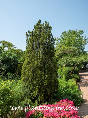 Sentinalis Yew (Taxus)